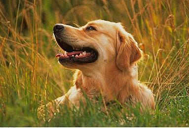 《星际公民》推出全新飞船MISC Starlancer